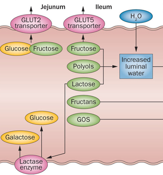 fructose glucose opname in de darm